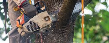 Best Tree Maintenance Programs  in Gloucester Courthouse, VA