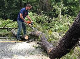  Gloucester Courthouse, VA Tree Services Pros