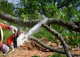 Best Tree Risk Assessment  in Gloucester Courthouse, VA