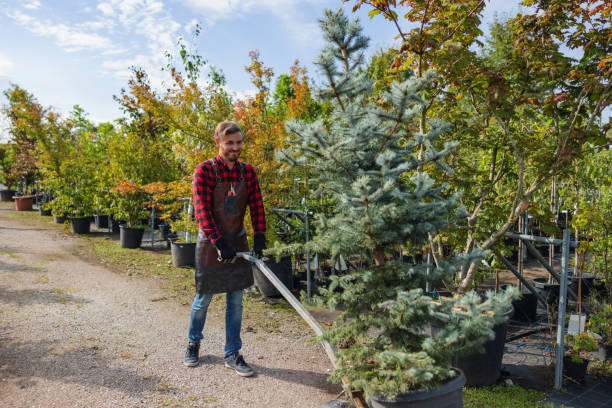 Reliable Gloucester Courthouse, VA Tree Care  Solutions