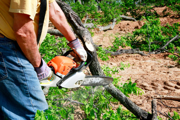 Best Hazardous Tree Removal  in Gloucester Courthouse, VA